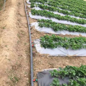 Complete Drip Kit for 1 acre