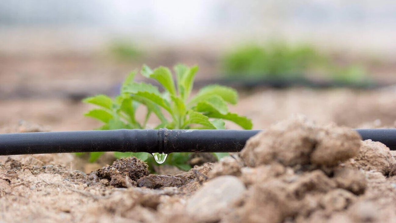 blog-drip-irrigation-kit-sunray-agro
