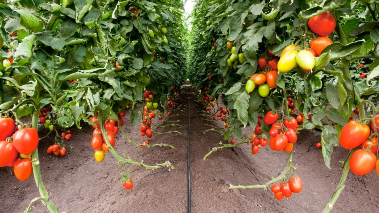 blog-drip-irrigation-tomatoes-sunray-agro