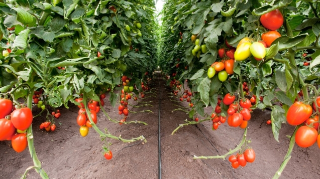 blog-drip-irrigation-tomatoes-sunray-agro