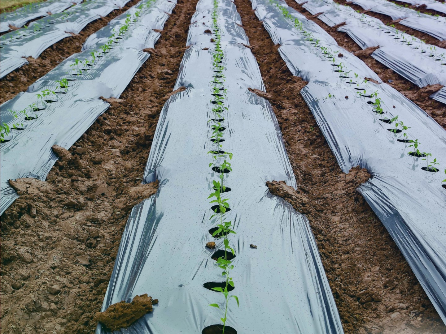 mulch1