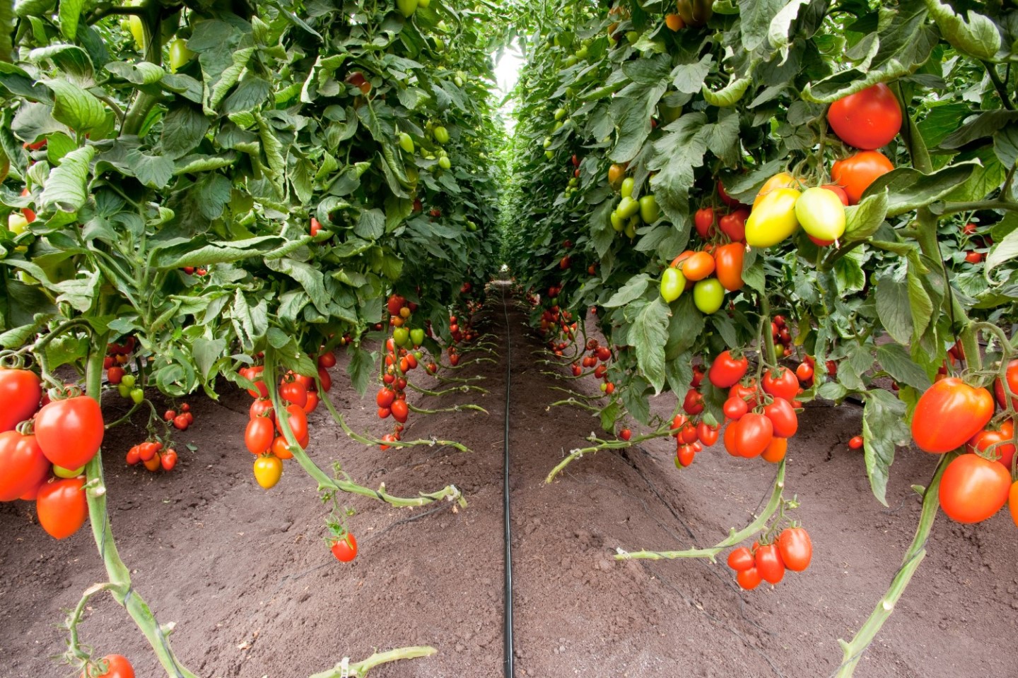 blog-drip-irrigation-tomatoes-sunray-agro