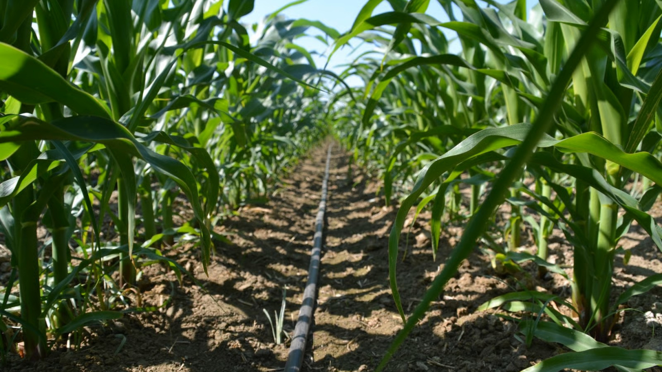 Drip irrigation in maize